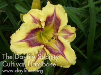 Daylily Sudetic Star Explosion